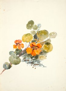 Nasturtiums (akvarelli kudospaperille)