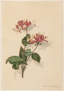 Villin kuusama (Lonicera periclymenum) oksa