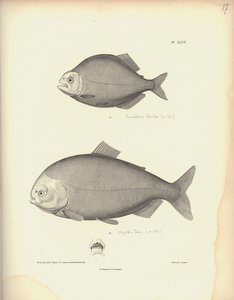 Characidae, Pl. XLVII, teräs kaiverrus Coutant Nicola Huetin (1770-1827) kaiverruksen jälkeen, kuva kokoelmasta 