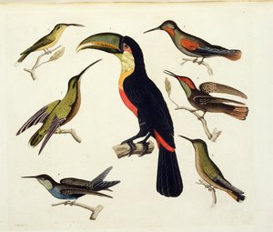 Alkuperäiset linnut, mukaan lukien tukaani (keskellä), Amazon, Brasilia, julkaisusta "Le Costume Ancien et Moderne", osa II, levy 42, Jules Ferrario, kaiverrus V. Raineri, julkaistu noin 1820-30-luvulla