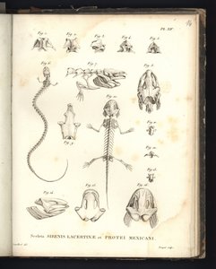 Strenis Lizardin ja Proteuksen Meksikon luurangot, levy XIV, Sirenomelia- ja aksolotlin osteologia