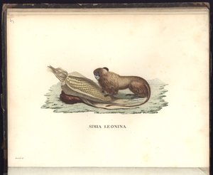 Simia leonina, Pl.V, kuvitus, havainnot eläintieteestä ja vertailevasta anatomiasta, kerätty matkalla uuden mantereen trooppisiin maihin, vuosina 1799, 1800, 18 tekijältä Baron Friedrich Alexander von Humboldt