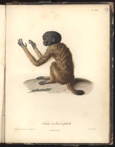 Simia melanocephala, Pl. XXIX, Louis Bouquet