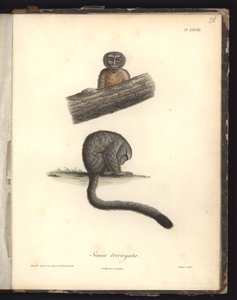 Simia trivirgata, Pl.XXVIII, teräskaiverrus Louis Bouquet (1765-1814) Nicola Huetin (1770-1827) kaiverruksen jälkeen, kuvitus teoksesta "Recueil d