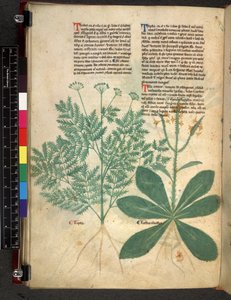 Egerton 747 f.101v Trakaatti yrteistä, n. 1280-1310 (muste ja väri velumilla) tekijältä Bartholomaei Mini de Senis