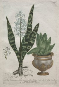 Aloes tekijältä Bartholomaus Seutter