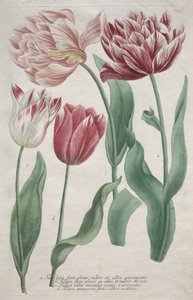 Tulppaanit tekijältä Bartholomaus Seutter