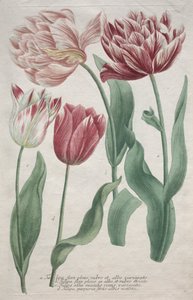 Tulppaanit. tekijältä Bartholomaus Seutter