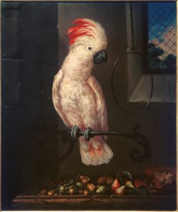 Valkoinen papukaija