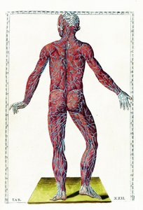 Tabulae anatomicae tekijältä Bartolomeo Eustachi