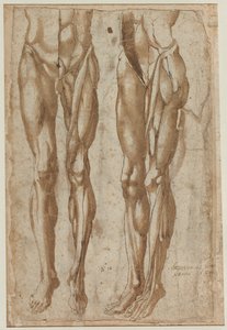 Kaksi tutkimusta nyljetystä miehestä recto Tutkimus nyljetystä torsosta, 1554. tekijältä Bartolommeo da Arezzo