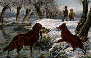 Villiankan metsästys tekijältä Basil Bradley