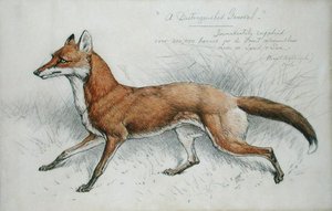 "Arvostettu kenraali tekijältä Basil J. Nightingale