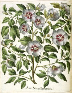 Alcca Syriaca, "Hortus Eystettensis" tekijältä Basilius Besler