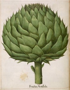 Artisokka, "Hortus Eystettensis"