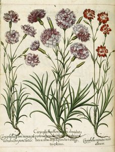 Caryophyllus, "Hortus Eystettensis" tekijältä Basilius Besler
