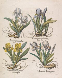 Chamaeiris-flore, 1613