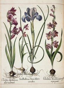 Gladioli ja iiris, "Hortus Eystettensis" tekijältä Basilius Besler