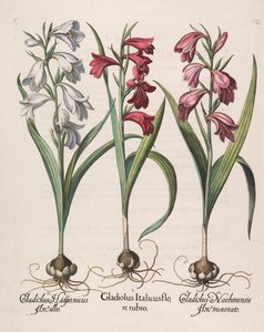 Gladiolus italicus punainen kukka, 1613