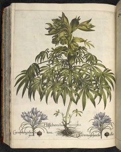 Helleborus, Kuvitus teoksesta 