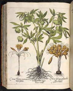 Helleborus niger, Crocus vernus, Hortus Eystettensis, Basilius Besler tekijältä Basilius Besler