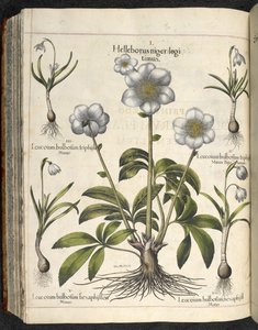 Helleborus niger, Kuvitus teoksesta "Hortus Eystettensis, sive diligens et accurata omn", n. 1613 (värinen kaiverrus) tekijältä Basilius Besler