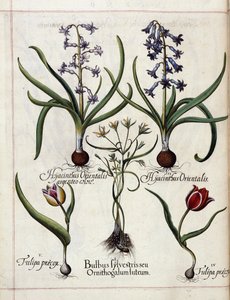 Hyasintti ja tulppaani, "Hortus Eystettensis" tekijältä Basilius Besler
