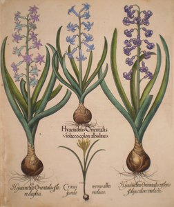 Hyacinthus orientalis floreduplici-Hyacinthus orientalis violaceo albislienis-Crocus vernus albus fundo violaceo-Hyacinthus orientalis reflexis folys colore violaceo tekijältä Basilius Besler