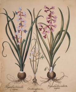 Hyacinthus orientalis mixtus-Ornithogalum minus-Hyacinthus orientalis veriegatus tekijältä Basilius Besler