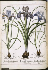 Iris, kappaleesta "Hortus Eystettensis" tekijältä Basilius Besler