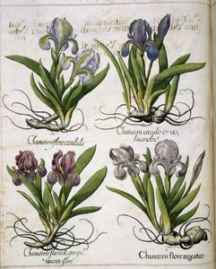 Iris, kappaleesta "Hortus Eystettensis"
