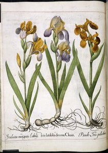 Iris, kappaleesta "Hortus Eystettensis" tekijältä Basilius Besler