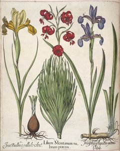 Iris, kappaleesta "Hortus Eystettensis" tekijältä Basilius Besler
