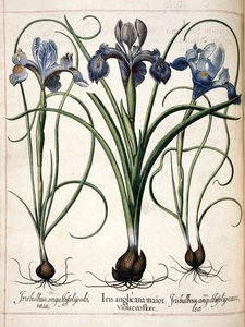 Iris, kappaleesta "Hortus Eystettensis"