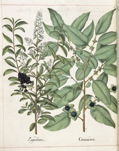 Ligustrum i Guiacana, de 