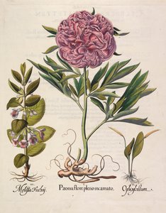 Paeonia täydessä kukassa, 1613