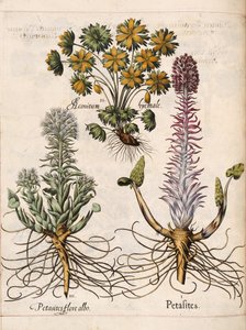 Petasites, "Hortus Eystettensis" tekijältä Basilius Besler