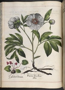 Levy 106: Cyclamen Vernum, Paonia Mas flore albo, Hortus Eystettensis, Basilius Besler