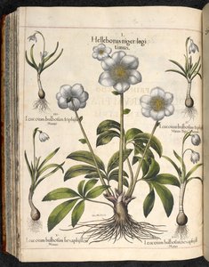Levy 29: Musta Helleborus...   Eystettenin puutarha,...  Basilika Besler tekijältä Basilius Besler