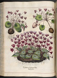 Levy 348: Syklaami.  Eystettenin puutarha,...  Basilika Besler  1613 tekijältä Basilius Besler