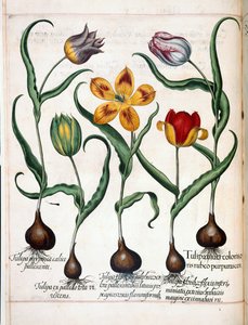 Tulppaani, "Hortus Eystettensis"