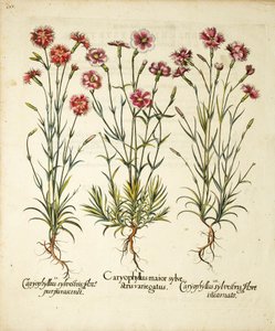 Caryophyllus Sylvestris -lajikkeet julkaistu Hortus Eystettensisissä, 1613 tekijältä Basilius Besler