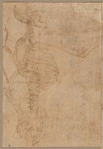 Puolipitkä luuranko profiilissa, 1540-luvun alku.
