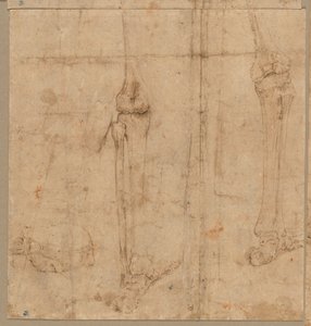 Luurankon alapuoli selästä, 1540-luvun alku. tekijältä Battista Franco