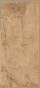Luurankon alapuoli edestä, 1540-luvun alku. tekijältä Battista Franco