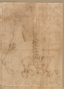 Luurankon ylempi puolisko takaapäin, 1540-luvun alku. tekijältä Battista Franco