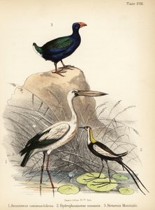 Aasian avonokka, fasaanihäntäjacana ja takahe. 1855 (litografia)