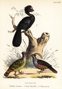 Verifasaani, kurassi ja vuoriviiriäinen. 1855 (litografia)
