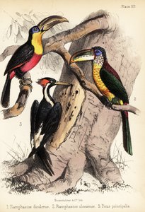 Vihreänokkatukaani, kiharaharjainen arakari ja norsunluunokkapuu 1855 (litografia)