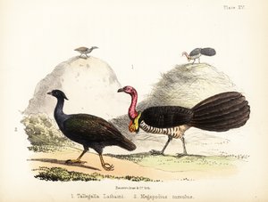 Gweela ja oranssijalkainen pensaslintu. 1855 (litografia)